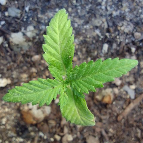 Flavia Maria growlog timeline photo