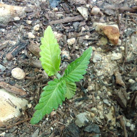 Gema Maria growlog timeline photo