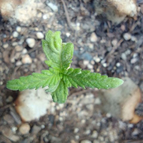 Haydeé Maria growlog timeline photo
