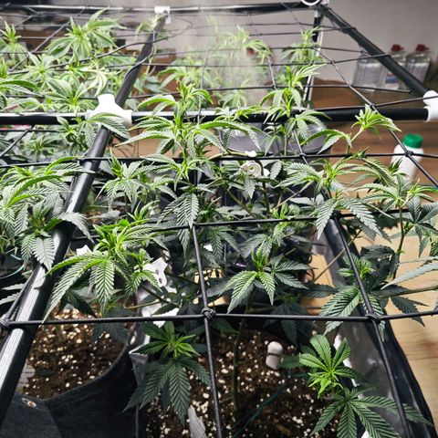 Nicole Kush von Nirwana Seeds growlog timeline photo