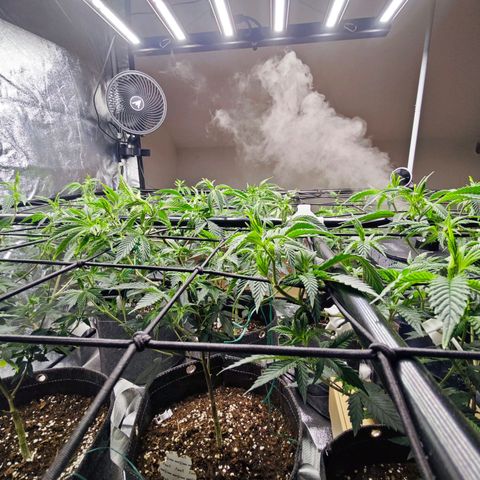 Nicole Kush von Nirwana Seeds growlog timeline photo