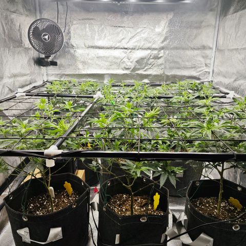Nicole Kush von Nirwana Seeds growlog photo: AC Infinity AI Controller installiert 
