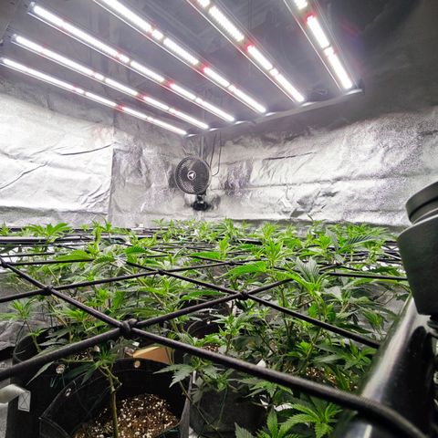 Nicole Kush von Nirwana Seeds growlog photo: AC Infinity AI Controller installiert 