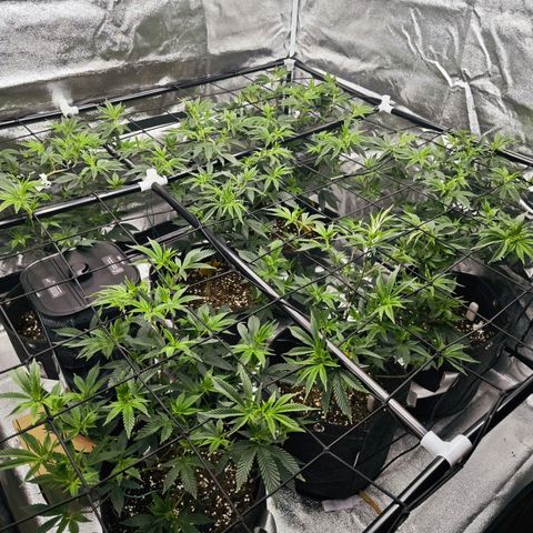 Nicole Kush von Nirwana Seeds growlog photo: AC Infinity AI Controller installiert 