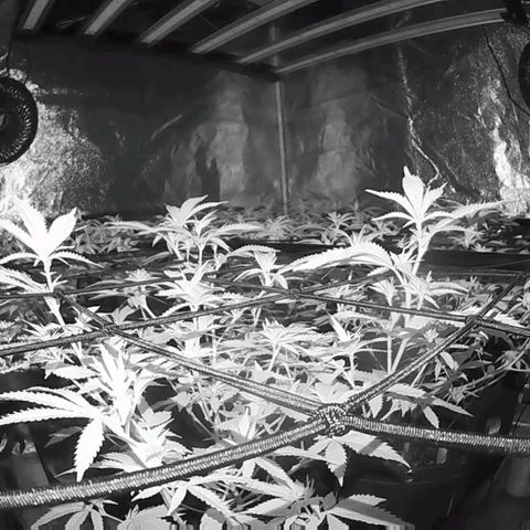 Nicole Kush von Nirwana Seeds growlog timeline photo
