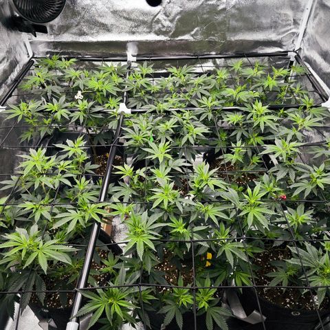 Nicole Kush von Nirwana Seeds growlog timeline photo