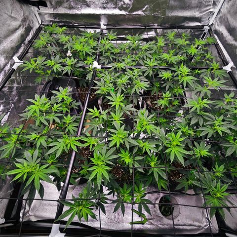 Nicole Kush von Nirwana Seeds growlog timeline photo