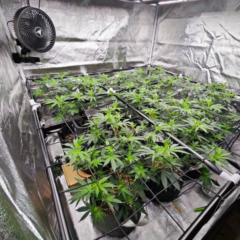 Nicole Kush von Nirwana Seeds growlog timeline photo
