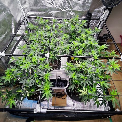 Nicole Kush von Nirwana Seeds growlog timeline photo