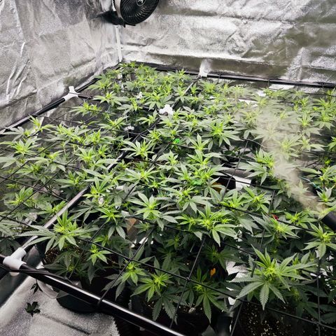 Nicole Kush von Nirwana Seeds growlog timeline photo