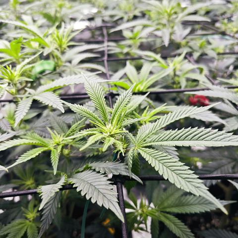 Nicole Kush von Nirwana Seeds growlog timeline photo