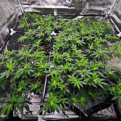 Nicole Kush von Nirwana Seeds growlog timeline photo