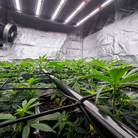 Nicole Kush von Nirwana Seeds growlog timeline photo