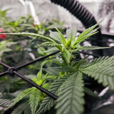 Nicole Kush von Nirwana Seeds growlog timeline photo