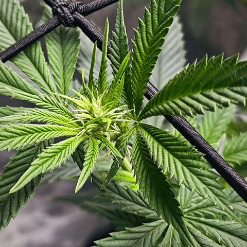 Nicole Kush von Nirwana Seeds growlog timeline photo