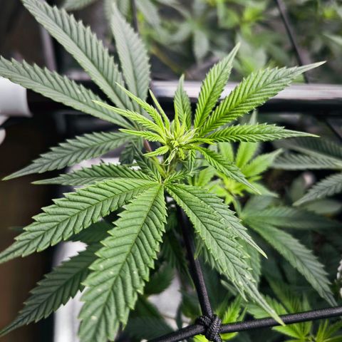 Nicole Kush von Nirwana Seeds growlog timeline photo