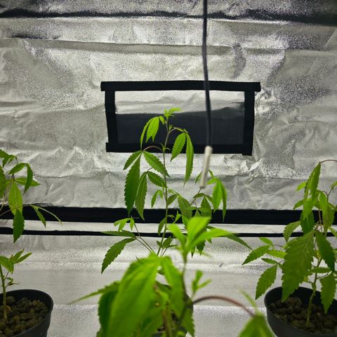 Nicole Kush von Nirwana Seeds growlog timeline photo