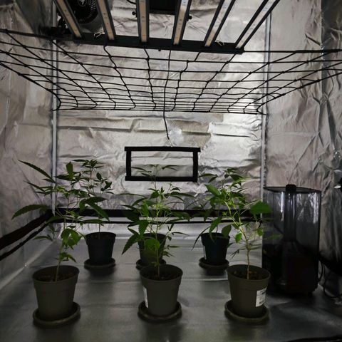 Nicole Kush von Nirwana Seeds growlog timeline photo