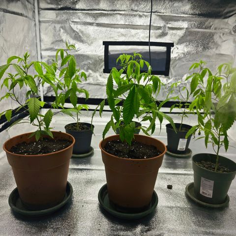 Nicole Kush von Nirwana Seeds growlog photo: Umgetopft 