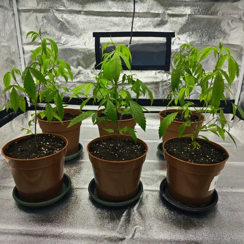 Nicole Kush von Nirwana Seeds growlog photo: Umgetopft 