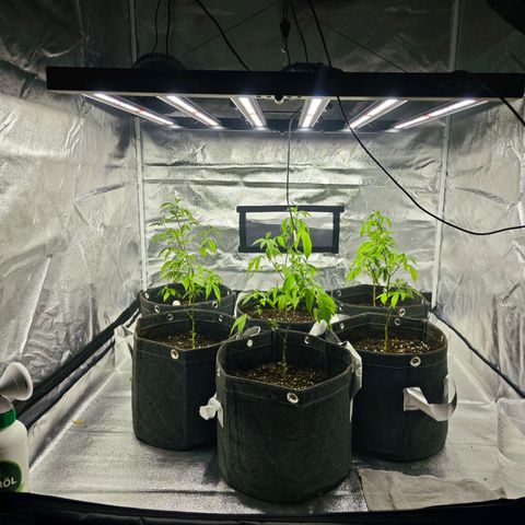 Nicole Kush von Nirwana Seeds growlog photo: Umgetopft