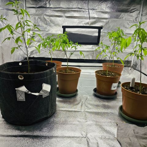 Nicole Kush von Nirwana Seeds growlog photo: Umgetopft