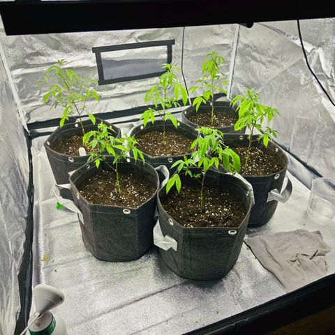 Nicole Kush von Nirwana Seeds growlog photo: Umgetopft