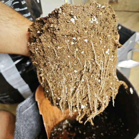 Nicole Kush von Nirwana Seeds growlog photo: Umgetopft