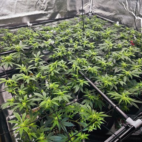 Nicole Kush von Nirwana Seeds growlog photo: Sensor hängend platziert 