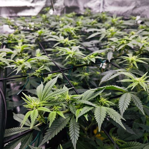 Nicole Kush von Nirwana Seeds growlog photo: Sensor hängend platziert 