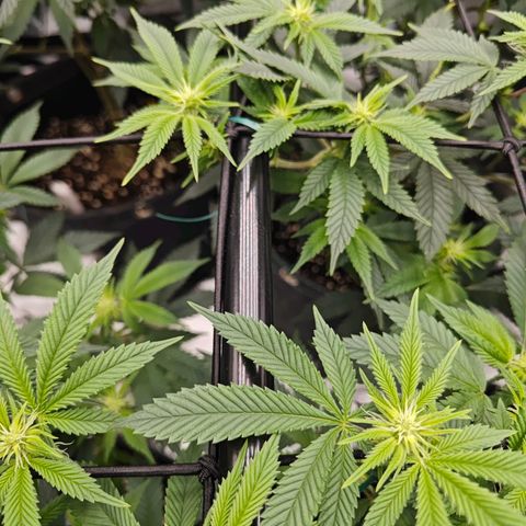 Nicole Kush von Nirwana Seeds growlog photo: Sensor hängend platziert 