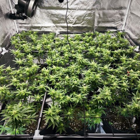 Nicole Kush von Nirwana Seeds growlog timeline photo