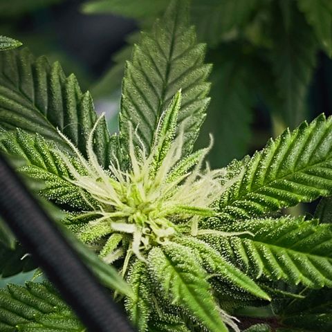 Nicole Kush von Nirwana Seeds growlog timeline photo