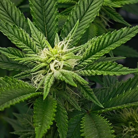 Nicole Kush von Nirwana Seeds growlog timeline photo