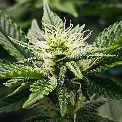Nicole Kush von Nirwana Seeds growlog timeline photo