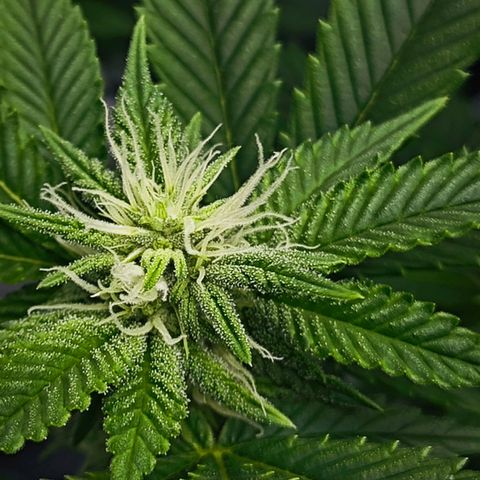 Nicole Kush von Nirwana Seeds growlog timeline photo