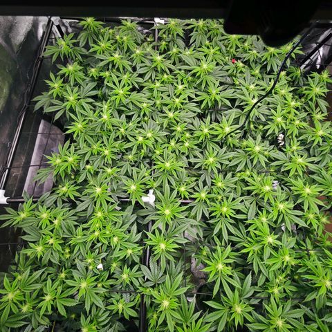 Nicole Kush von Nirwana Seeds growlog timeline photo