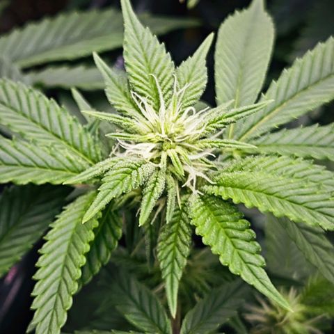 Nicole Kush von Nirwana Seeds growlog timeline photo