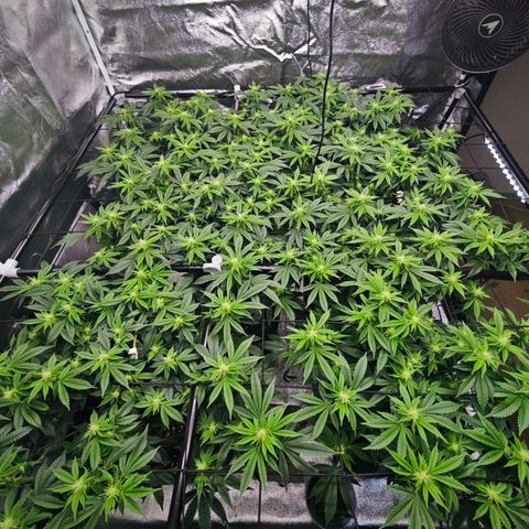 Nicole Kush von Nirwana Seeds growlog timeline photo