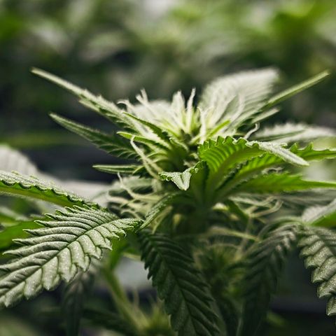 Nicole Kush von Nirwana Seeds growlog timeline photo
