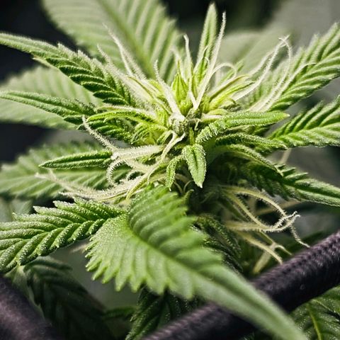 Nicole Kush von Nirwana Seeds growlog timeline photo