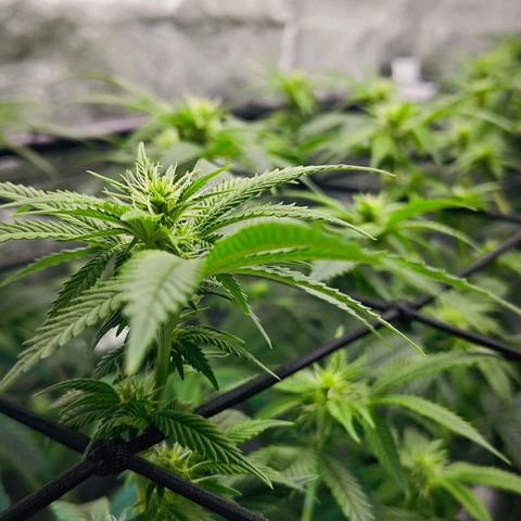 Nicole Kush von Nirwana Seeds growlog timeline photo
