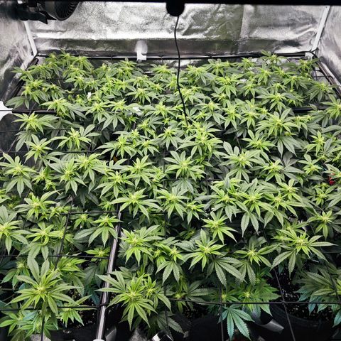 Nicole Kush von Nirwana Seeds growlog timeline photo