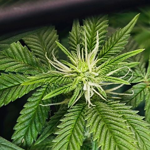 Nicole Kush von Nirwana Seeds growlog timeline photo