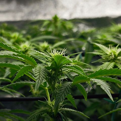 Nicole Kush von Nirwana Seeds growlog timeline photo