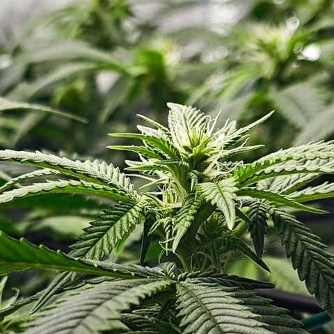 Nicole Kush von Nirwana Seeds growlog timeline photo