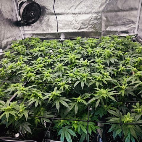 Nicole Kush von Nirwana Seeds growlog timeline photo