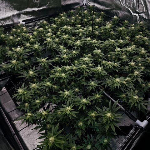 Nicole Kush von Nirwana Seeds growlog timeline photo