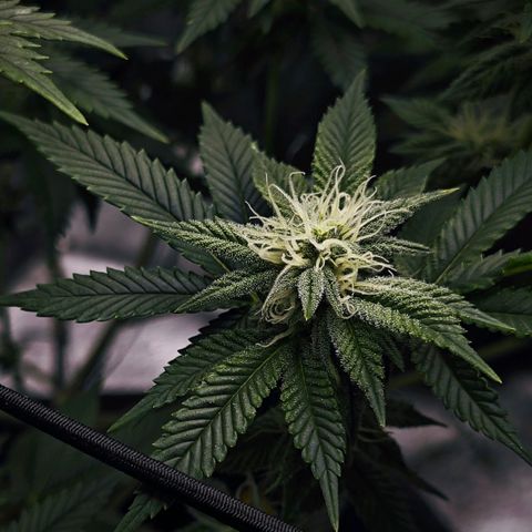 Nicole Kush von Nirwana Seeds growlog timeline photo