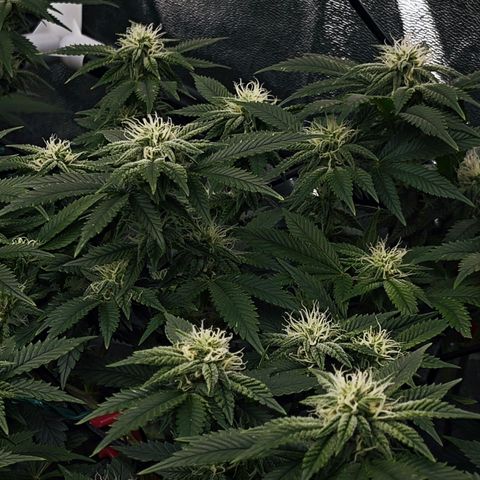 Nicole Kush von Nirwana Seeds growlog timeline photo
